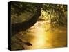 Franklin River, Franklin-Gordon Wild Rivers National Park, Tasmania, Australia, Pacific-Jochen Schlenker-Stretched Canvas