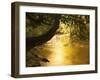 Franklin River, Franklin-Gordon Wild Rivers National Park, Tasmania, Australia, Pacific-Jochen Schlenker-Framed Photographic Print