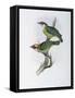 Franklin's Barbet-John Gould-Framed Stretched Canvas