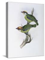 Franklin's Barbet-John Gould-Stretched Canvas