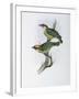 Franklin's Barbet-John Gould-Framed Giclee Print