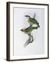 Franklin's Barbet-John Gould-Framed Giclee Print