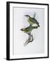 Franklin's Barbet-John Gould-Framed Giclee Print