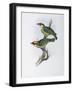 Franklin's Barbet-John Gould-Framed Giclee Print