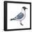 Franklin's Gull (Larus Pipixcan), Birds-Encyclopaedia Britannica-Framed Poster