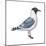 Franklin's Gull (Larus Pipixcan), Birds-Encyclopaedia Britannica-Mounted Poster