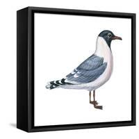 Franklin's Gull (Larus Pipixcan), Birds-Encyclopaedia Britannica-Framed Stretched Canvas