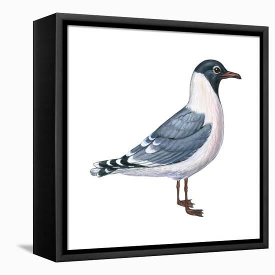 Franklin's Gull (Larus Pipixcan), Birds-Encyclopaedia Britannica-Framed Stretched Canvas