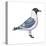 Franklin's Gull (Larus Pipixcan), Birds-Encyclopaedia Britannica-Stretched Canvas