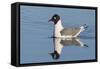 Franklin's Gull-Ken Archer-Framed Stretched Canvas