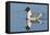 Franklin's Gull-Ken Archer-Framed Stretched Canvas
