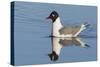 Franklin's Gull-Ken Archer-Stretched Canvas