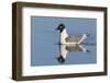 Franklin's Gull-Ken Archer-Framed Photographic Print