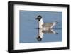 Franklin's Gull-Ken Archer-Framed Photographic Print