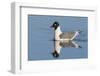 Franklin's Gull-Ken Archer-Framed Photographic Print