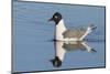 Franklin's Gull-Ken Archer-Mounted Photographic Print
