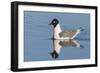 Franklin's Gull-Ken Archer-Framed Photographic Print