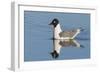 Franklin's Gull-Ken Archer-Framed Photographic Print