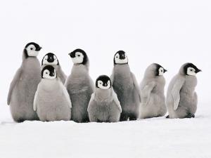 penguin and 34 05kg emperor penguins age penguin and 34 05kg emperor penguins age