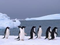 Antarctica, colony of adelie penguins-Frans Lemmens-Photographic Print