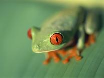 Red Eyed Tree Frog-Frans Lemmens-Photographic Print