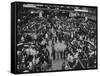 Frantic Day at the New York Stock Exchange During the Market Crash-Yale Joel-Framed Stretched Canvas