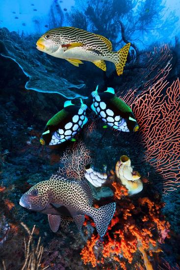 Premium Photographic Print, , large