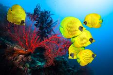 Underwater Image of Coral Reef and School of Masked Butterfly Fish-frantisekhojdysz-Photographic Print