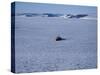 Franz Josef Land, Aerial View of Russian Nuclear-Powered Icebreaker 'Yamal' in Sea-Ice, Russia-Allan White-Stretched Canvas