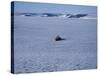 Franz Josef Land, Aerial View of Russian Nuclear-Powered Icebreaker 'Yamal' in Sea-Ice, Russia-Allan White-Stretched Canvas