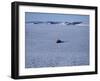 Franz Josef Land, Aerial View of Russian Nuclear-Powered Icebreaker 'Yamal' in Sea-Ice, Russia-Allan White-Framed Photographic Print