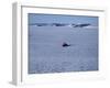 Franz Josef Land, Aerial View of Russian Nuclear-Powered Icebreaker 'Yamal' in Sea-Ice, Russia-Allan White-Framed Photographic Print