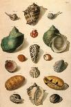 Tropical Seashells-Franz Michael Regenfus Regenfuss-Giclee Print