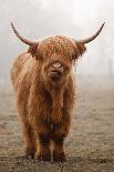 Scottish Highland Cow-Franz Peter Rudolf-Mounted Photographic Print