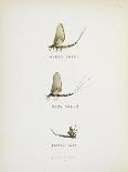 Various Insects: Green Drake, Grey Drake, Empty Case-Fraser Sandeman-Giclee Print