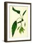 Fraxinus Excelsior Heteropylla Simple-Leaved Ash-null-Framed Giclee Print