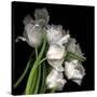 Frayed Tulips-Magda Indigo-Stretched Canvas