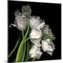Frayed Tulips-Magda Indigo-Mounted Photographic Print