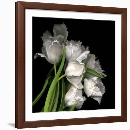 Frayed Tulips-Magda Indigo-Framed Photographic Print