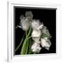 Frayed Tulips-Magda Indigo-Framed Photographic Print