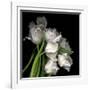 Frayed Tulips-Magda Indigo-Framed Giclee Print