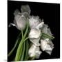 Frayed Tulips-Magda Indigo-Mounted Giclee Print