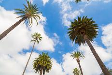 Amazing Palm Tree in Beverly Hills, California - USA-Frazao-Stretched Canvas