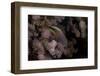 Freakled Hawkfish Sits on Some Acropora Coral on a Fijian Reef-Stocktrek Images-Framed Photographic Print