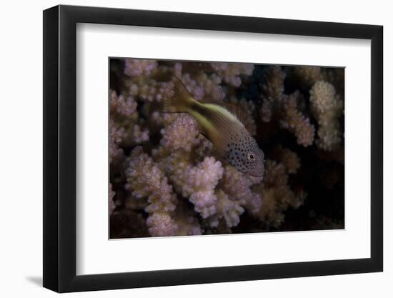 Freakled Hawkfish Sits on Some Acropora Coral on a Fijian Reef-Stocktrek Images-Framed Photographic Print