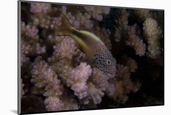 Freakled Hawkfish Sits on Some Acropora Coral on a Fijian Reef-Stocktrek Images-Mounted Photographic Print