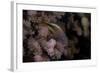 Freakled Hawkfish Sits on Some Acropora Coral on a Fijian Reef-Stocktrek Images-Framed Photographic Print