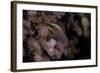 Freakled Hawkfish Sits on Some Acropora Coral on a Fijian Reef-Stocktrek Images-Framed Photographic Print