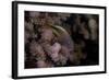 Freakled Hawkfish Sits on Some Acropora Coral on a Fijian Reef-Stocktrek Images-Framed Photographic Print