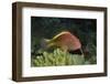 Freckled Hawfish-Hal Beral-Framed Photographic Print